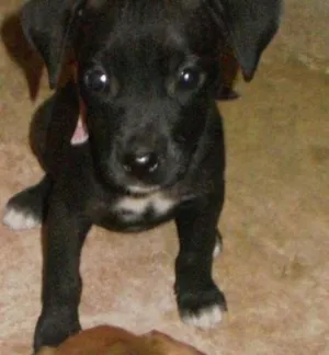 Cachorro raça raça desonhecida idade 2 a 6 meses nome princesas