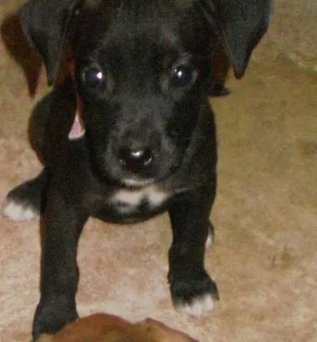 Cachorro raça raça desonhecida idade 2 a 6 meses nome princesas