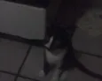 não tem