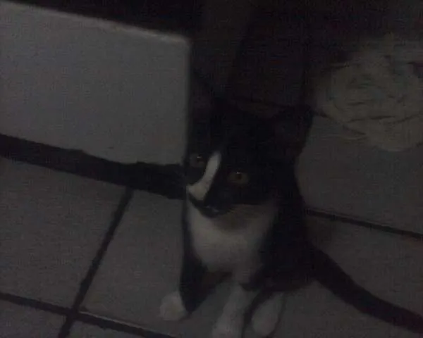 Gato raça Dálmata idade  nome não tem