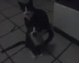 não tem