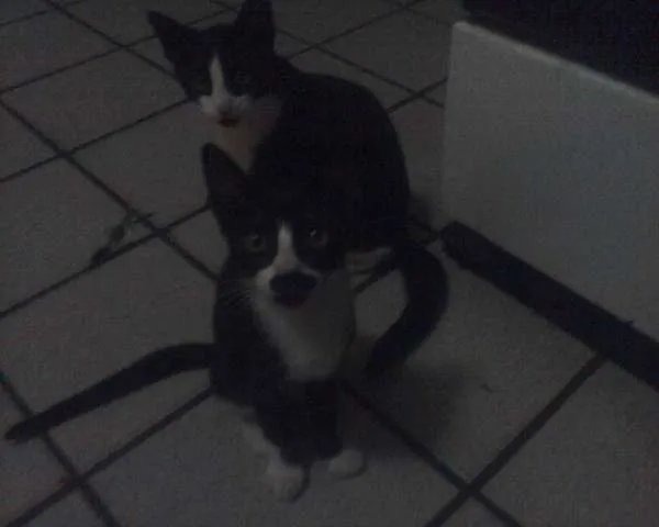 Gato raça Dálmata idade  nome não tem