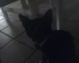 não tem