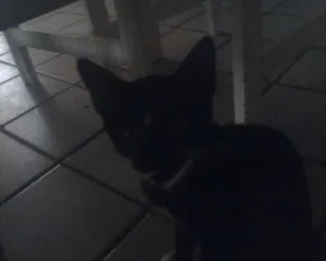 Gato raça Dálmata idade  nome não tem