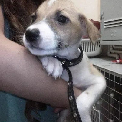 Cachorro ra a SRD idade 2 a 6 meses nome Dengosa