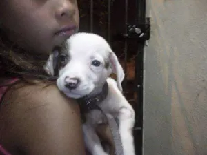 Cachorro raça SRD idade 2 a 6 meses nome Sapecão