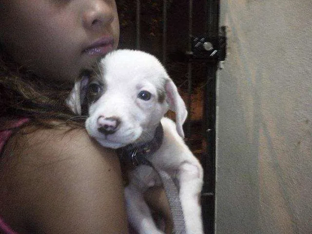 Cachorro ra a SRD idade 2 a 6 meses nome Sapecão