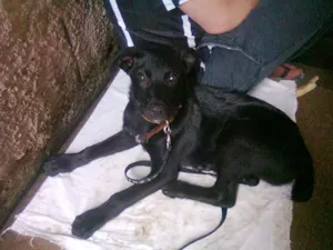 Cachorro raça SRD idade 2 a 6 meses nome Manero