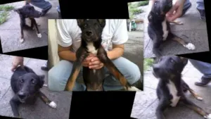 Cachorro raça srd idade 7 a 11 meses nome anjinha