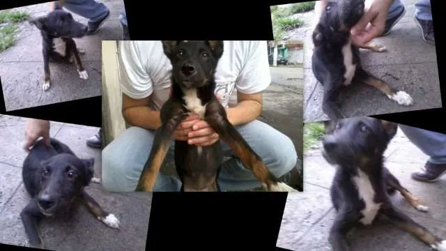 Cachorro ra a srd idade 7 a 11 meses nome anjinha