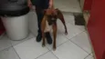 Jordão