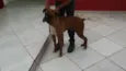 Jordão