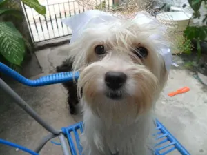 Cachorro raça Poodle idade 1 ano nome kikisha