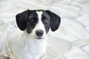 Cachorro ra a sem raça definida idade 7 a 11 meses nome Laeca GRATIFICA