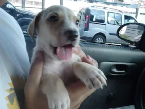 Cachorro raça SRD idade Abaixo de 2 meses nome Chokito