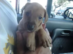 Cachorro raça SRD idade Abaixo de 2 meses nome Toddy