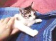 Bebezinha