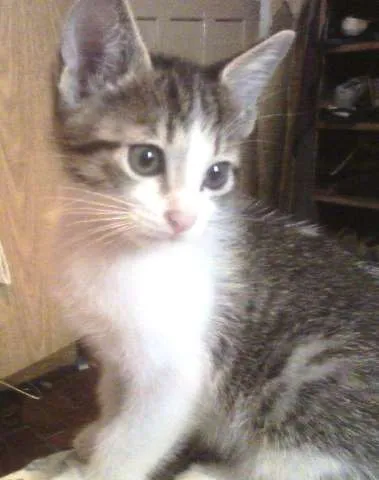 Gato ra a SRD idade Abaixo de 2 meses nome Bebezinha