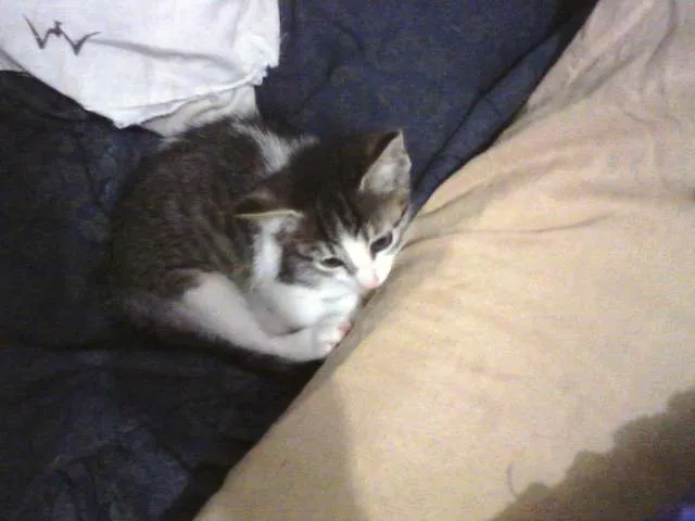 Gato ra a SRD idade Abaixo de 2 meses nome Bebezinha
