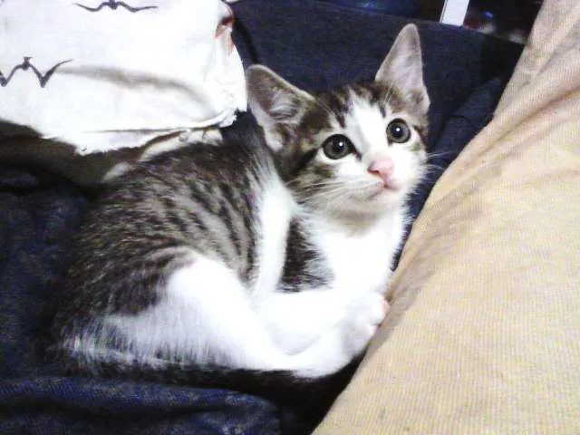 Gato ra a SRD idade Abaixo de 2 meses nome Bebezinha