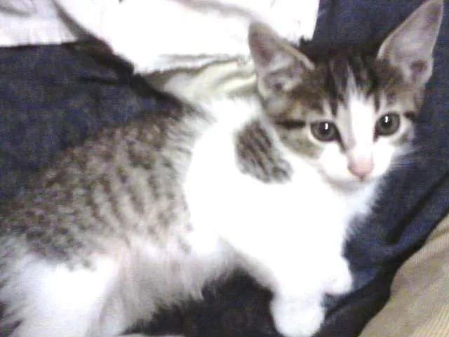 Gato ra a SRD idade Abaixo de 2 meses nome Bebezinha