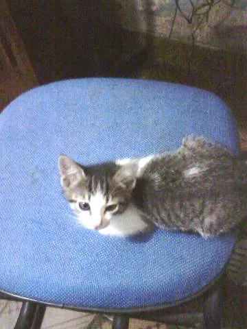 Gato ra a SRD idade Abaixo de 2 meses nome Bebezinha