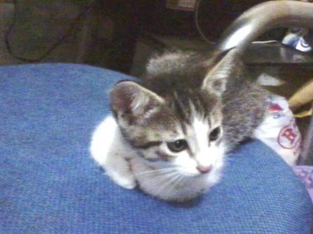 Gato ra a SRD idade Abaixo de 2 meses nome Bebezinha