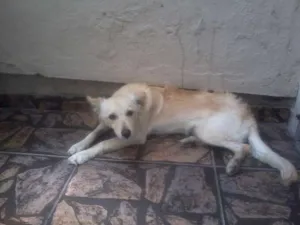 Cachorro raça Vira-lata idade  nome Orelhudo