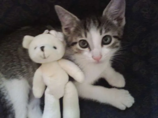 Gato ra a SRD idade Abaixo de 2 meses nome Bebezinha