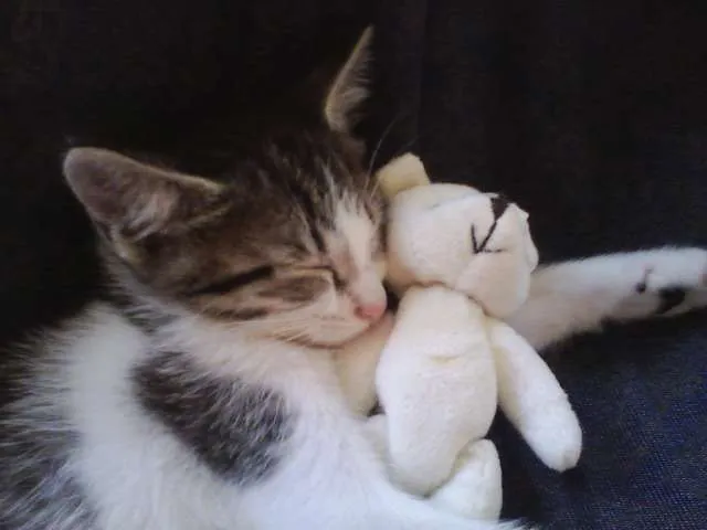 Gato ra a SRD idade Abaixo de 2 meses nome Bebezinha