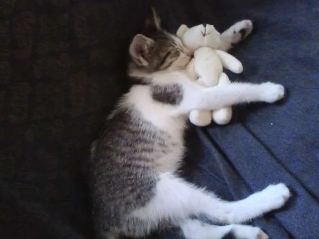 Gato ra a SRD idade Abaixo de 2 meses nome Bebezinha