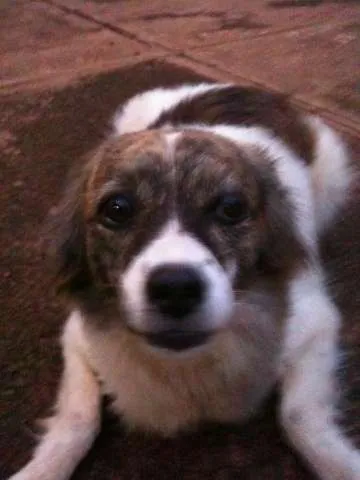 Cachorro ra a AMOR NOSSO idade 5 anos nome PRINCESA