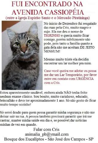 Gato ra a Vira-Lata idade 1 ano nome Tigrinho