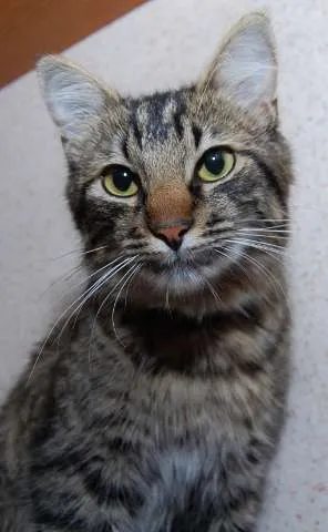 Gato ra a Vira-Lata idade 1 ano nome Tigrinho