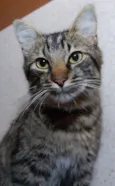 Tigrinho