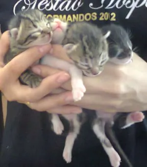 Gato raça SRD idade  nome Mia