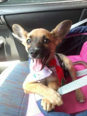 Cachorro raça SRD idade 2 a 6 meses nome sem nome
