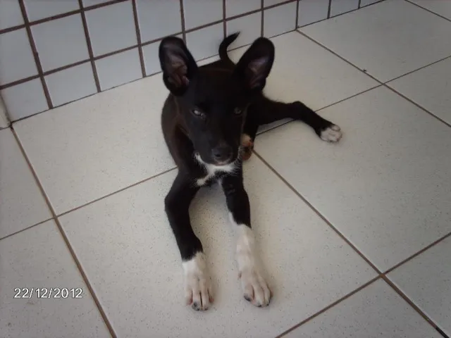 Cachorro raça Indefinida idade 2 a 6 meses nome Lua