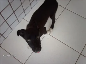 Cachorro raça Indefinida idade 2 a 6 meses nome Lua