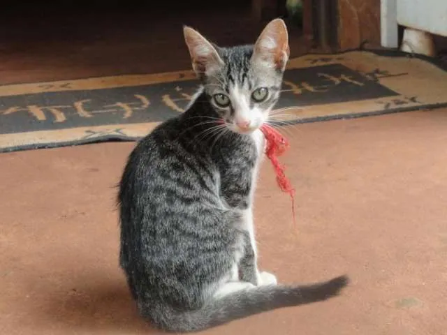 Gato ra a SDR idade 2 a 6 meses nome Filhotes