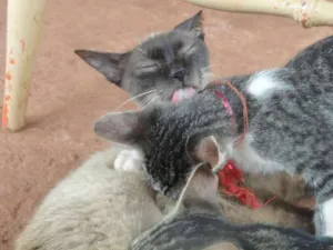 Gato raça SDR idade 2 a 6 meses nome Filhotes