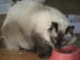 Gatos adultos
