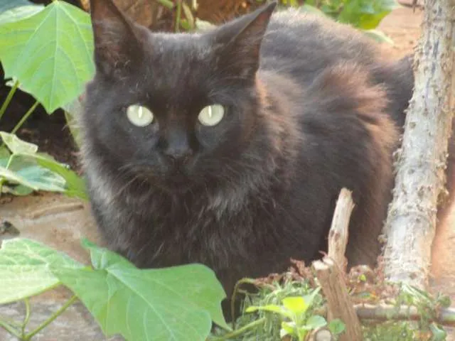 Gato ra a SRD idade 3 anos nome Gatos adultos