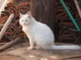 Gatos adultos