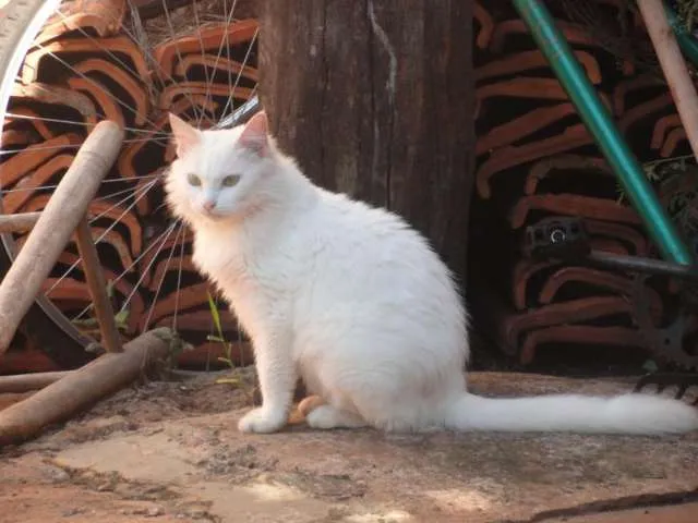 Gato ra a SRD idade 3 anos nome Gatos adultos