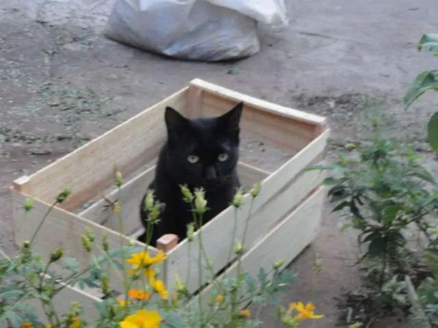Gato ra a SRD idade 3 anos nome Gatos adultos