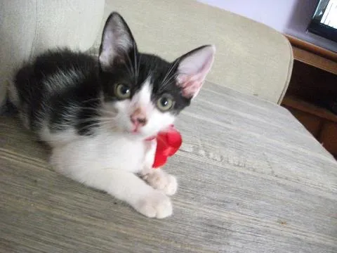 Gato ra a SRD idade 2 a 6 meses nome Frajolinhas
