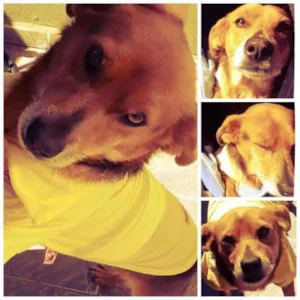 Cachorro raça SRD idade 3 anos nome bam bam 
