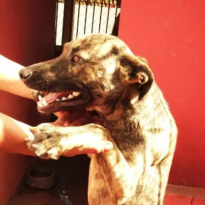 Cachorro ra a SRD idade 2 anos nome Estrela