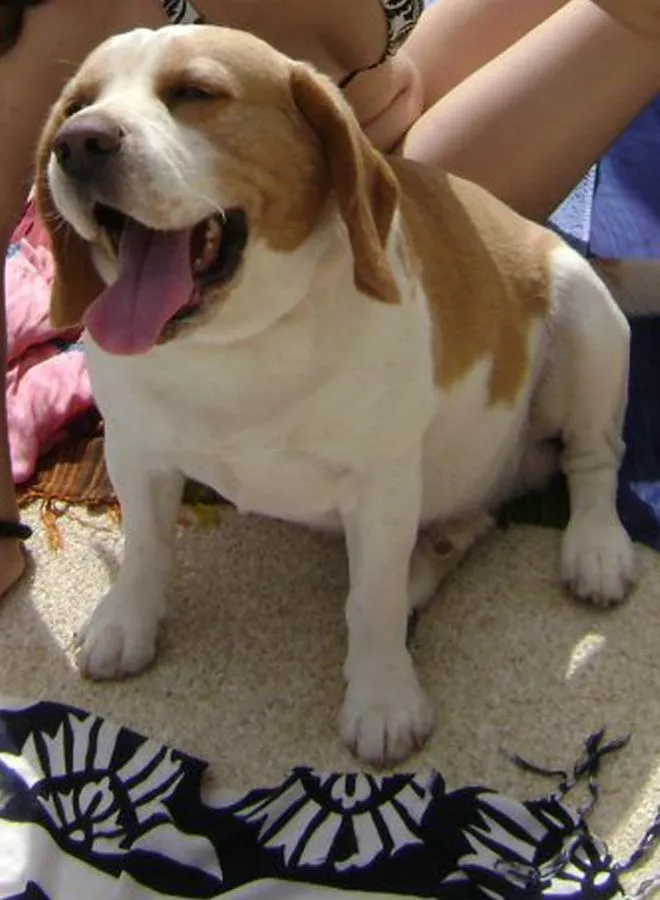 Cachorro ra a Beagle idade 6 ou mais anos nome Renato GRATIFICA